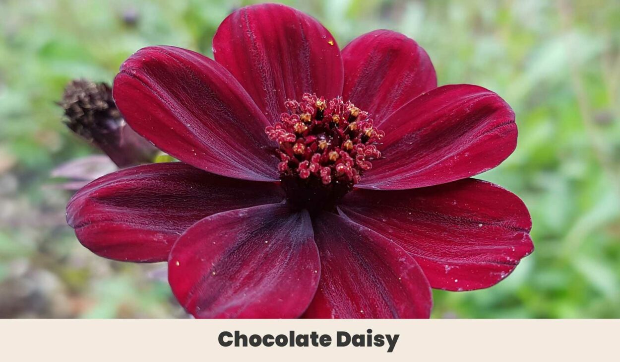 Chocolate Daisy