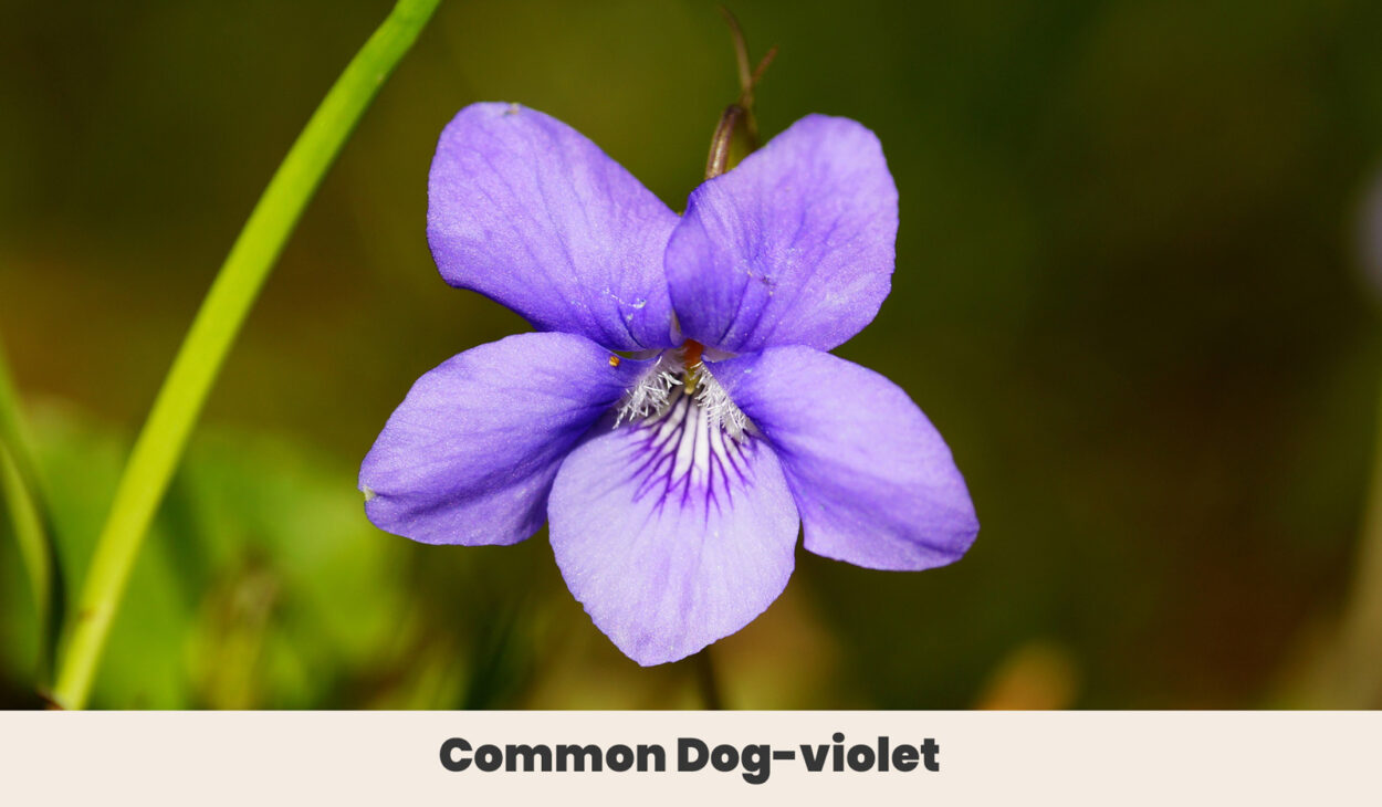 Common dog violet