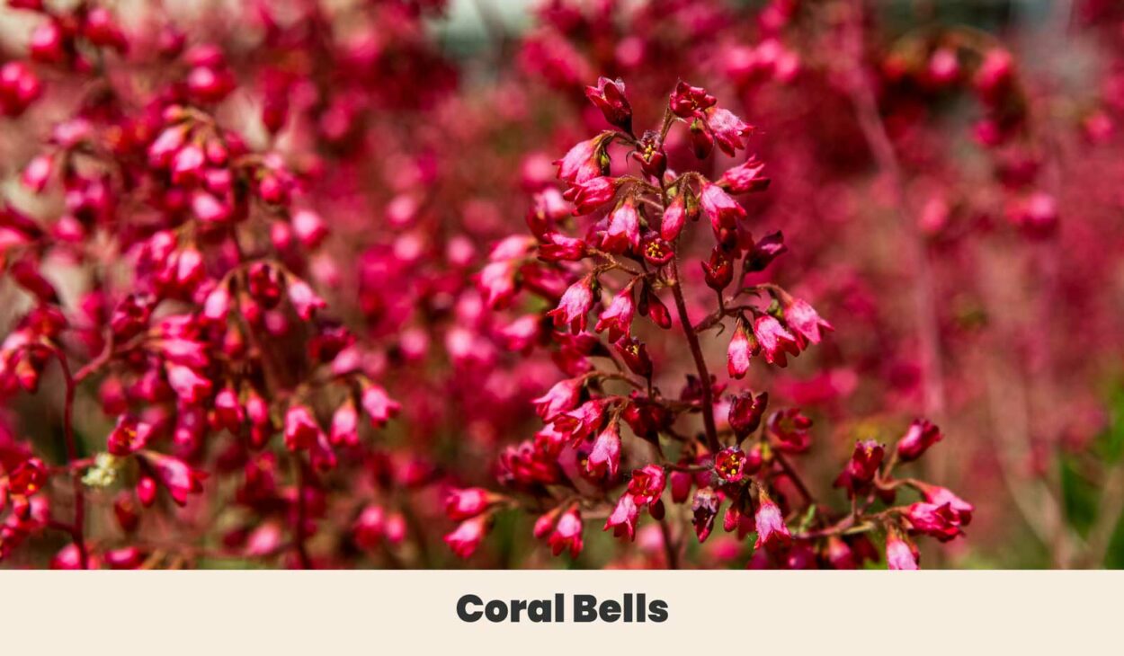 Coral Bells
