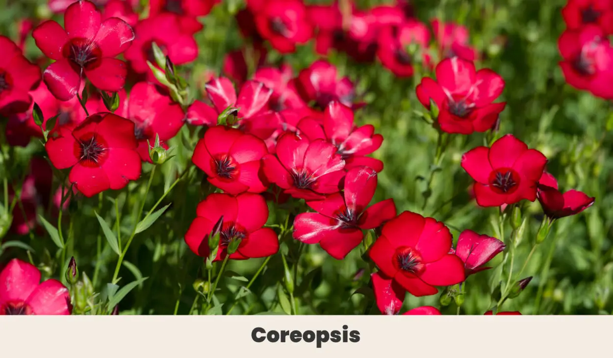 Coreopsis