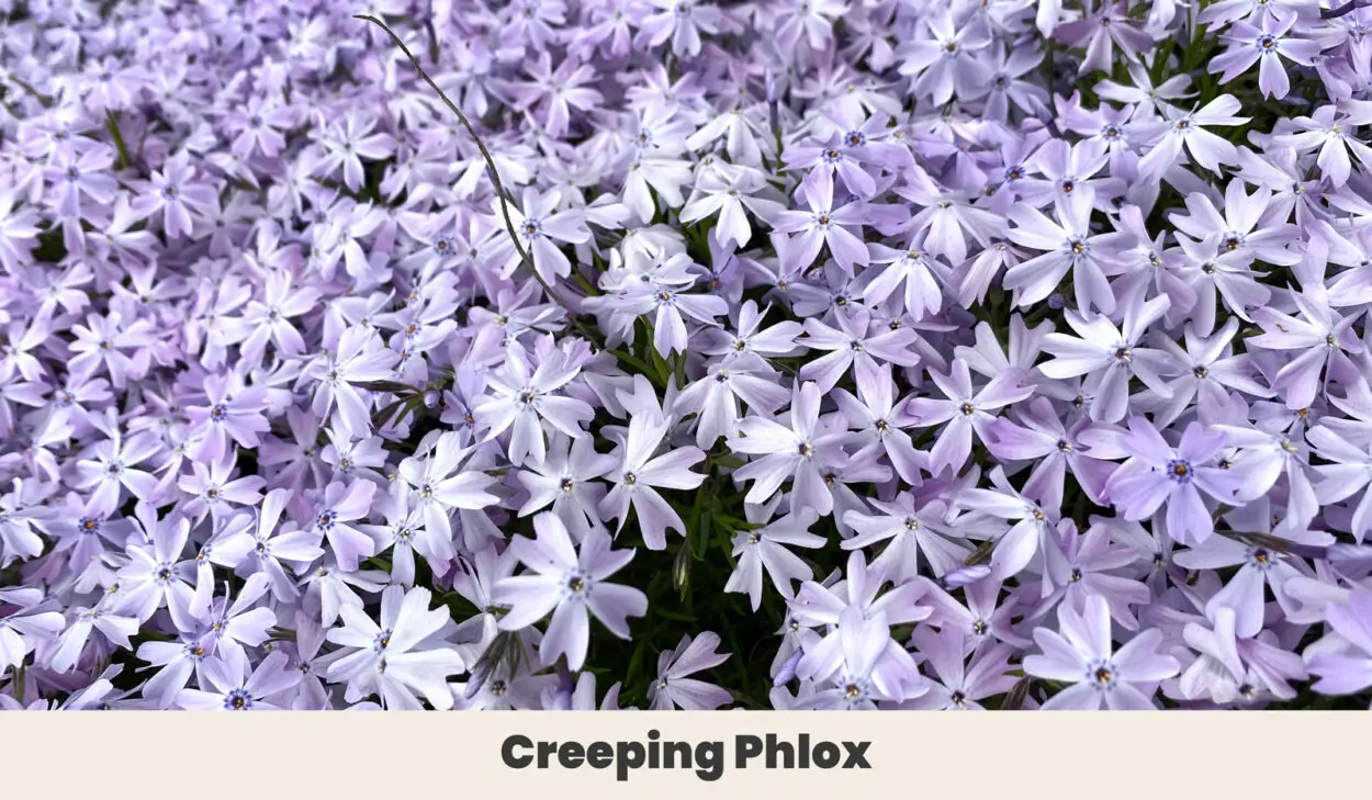 Creeping Phlox 1