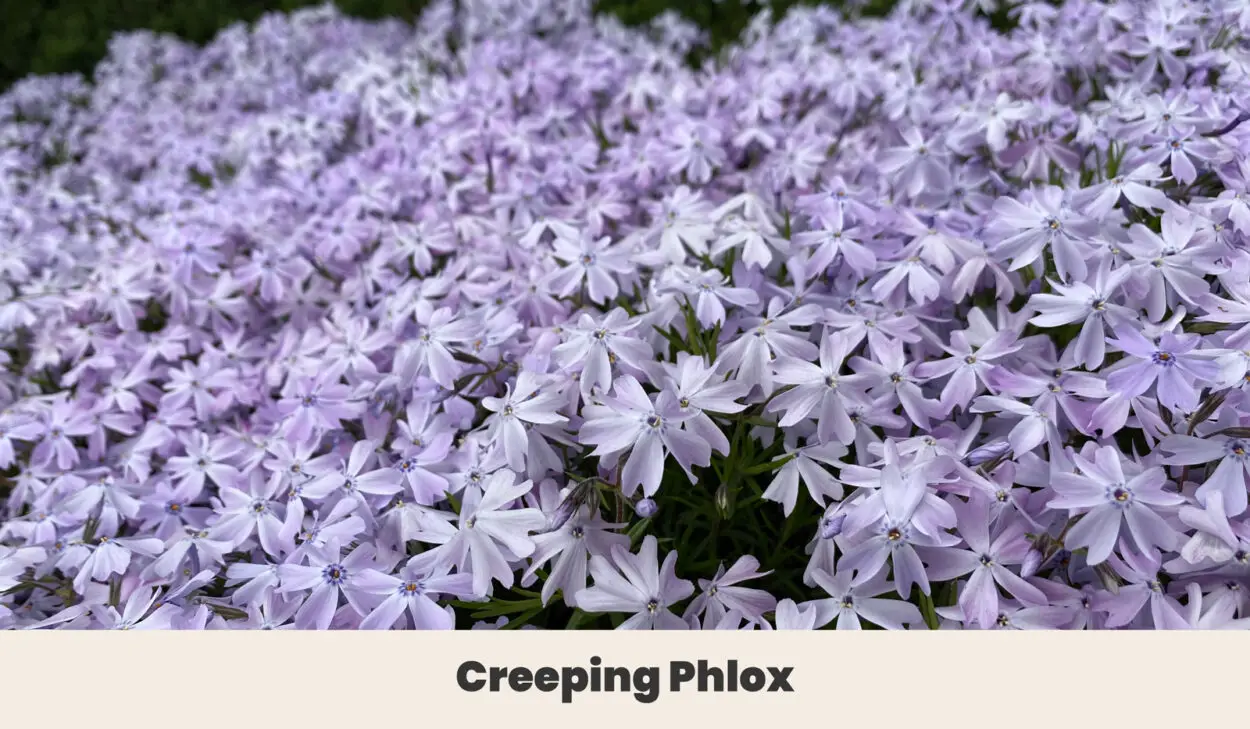 Creeping Phlox