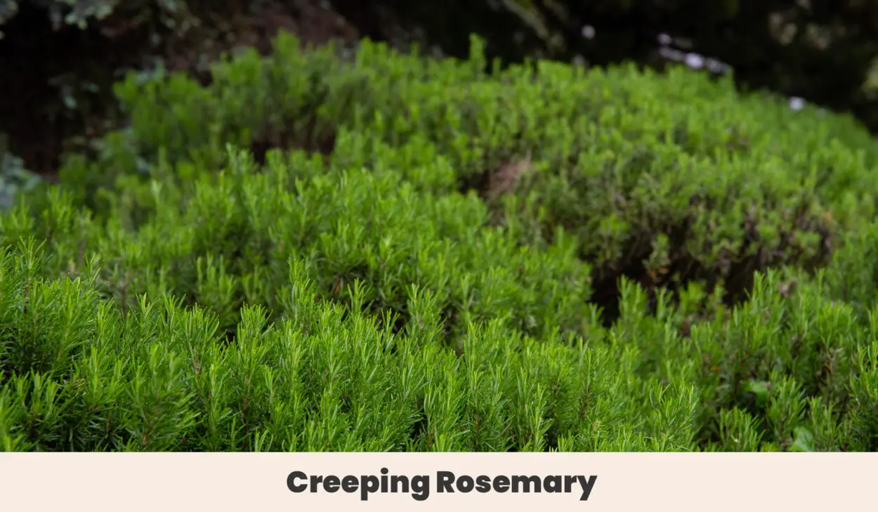 Creeping Rosemary