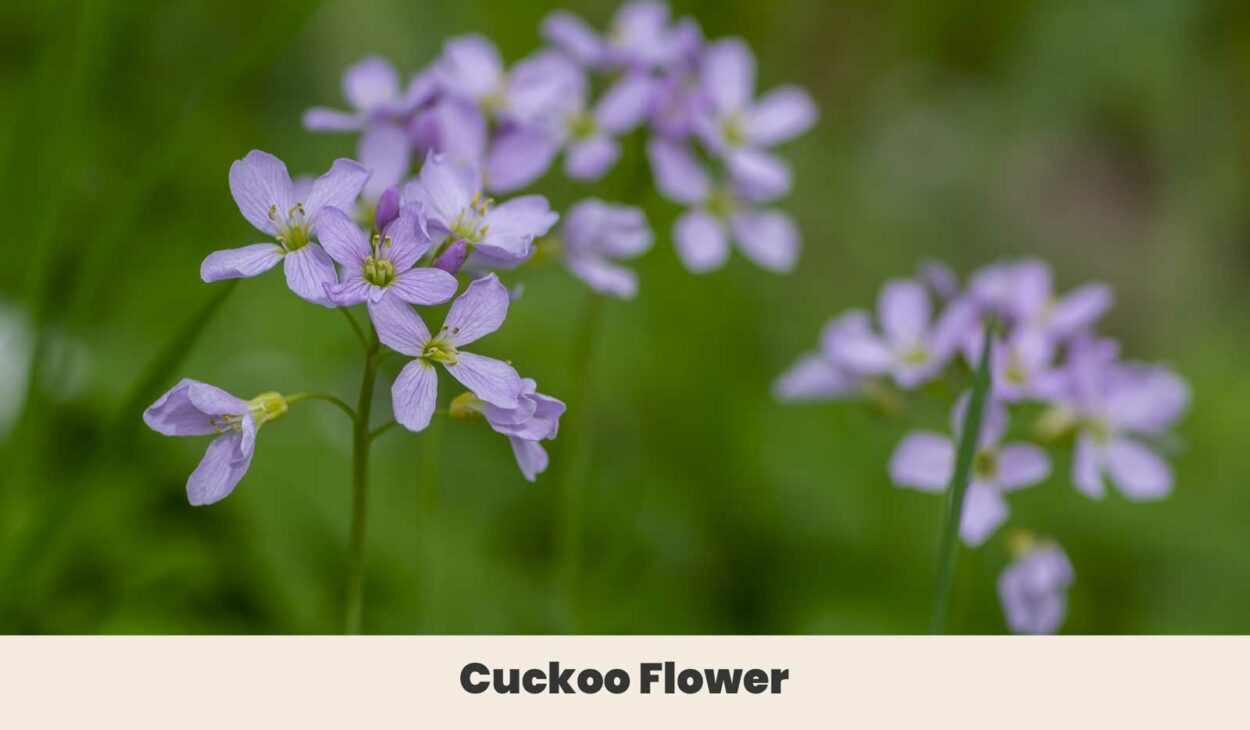 Cuckoo Flower 1