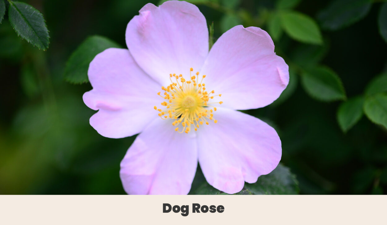 Dog Rose