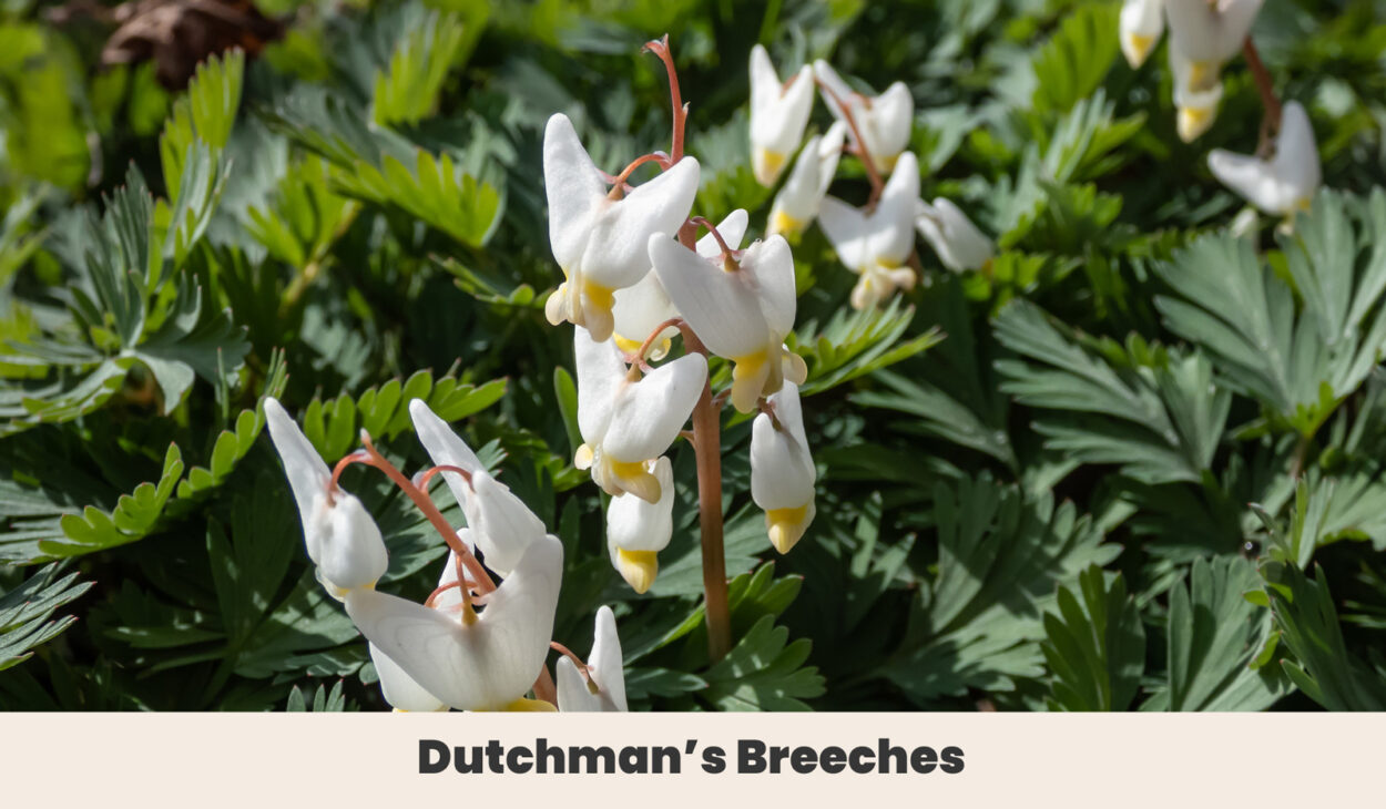 Dutchmans Breeches