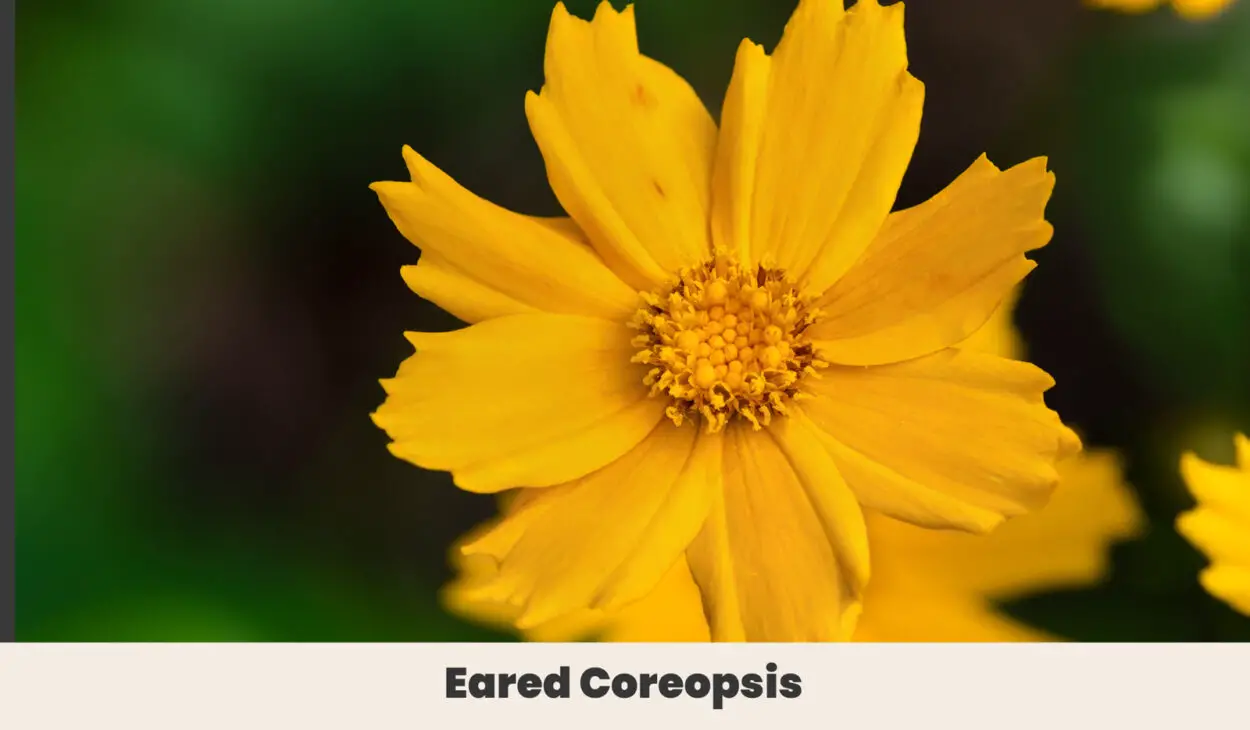 Eared Coreopsis