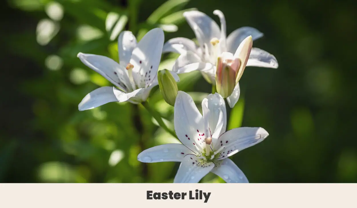 Easter Lily