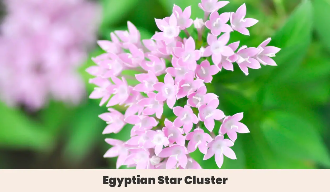 Egyptian Star Cluster