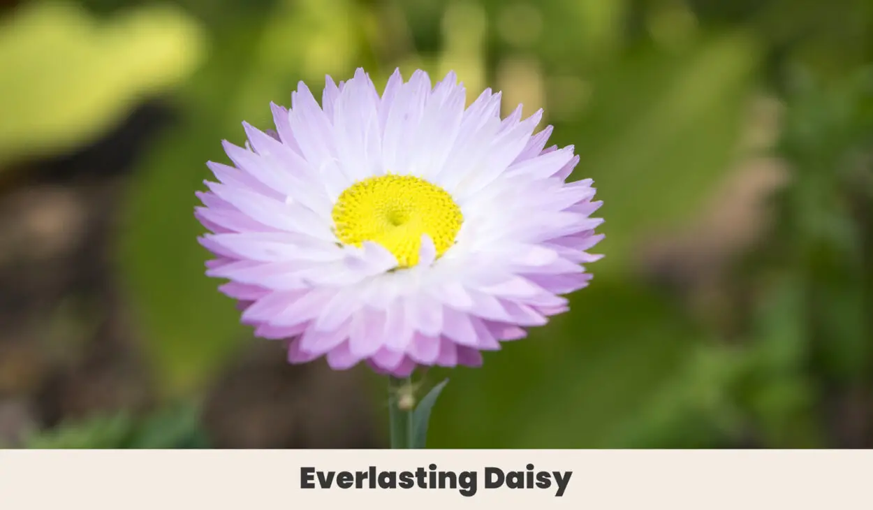 Everlasting daisy