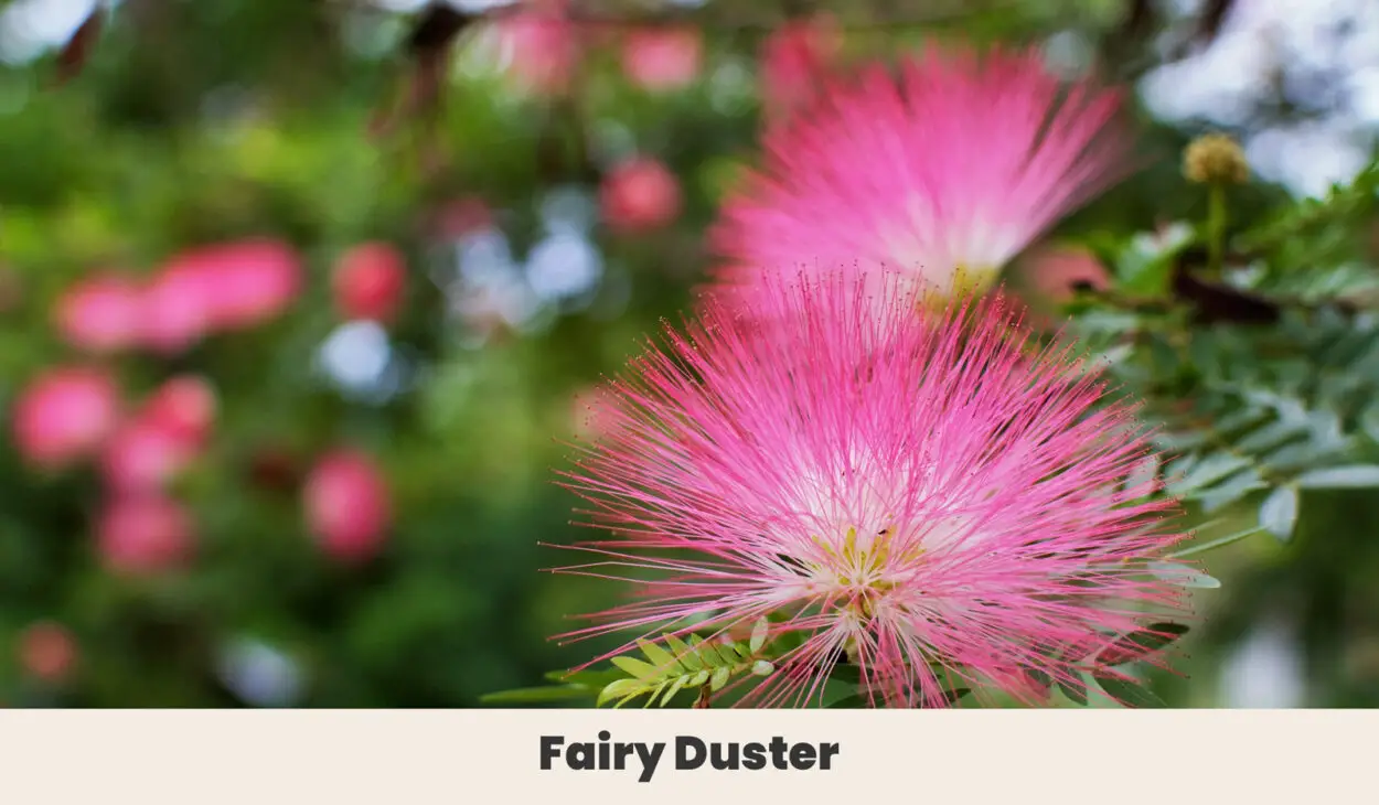 Fairy Duster