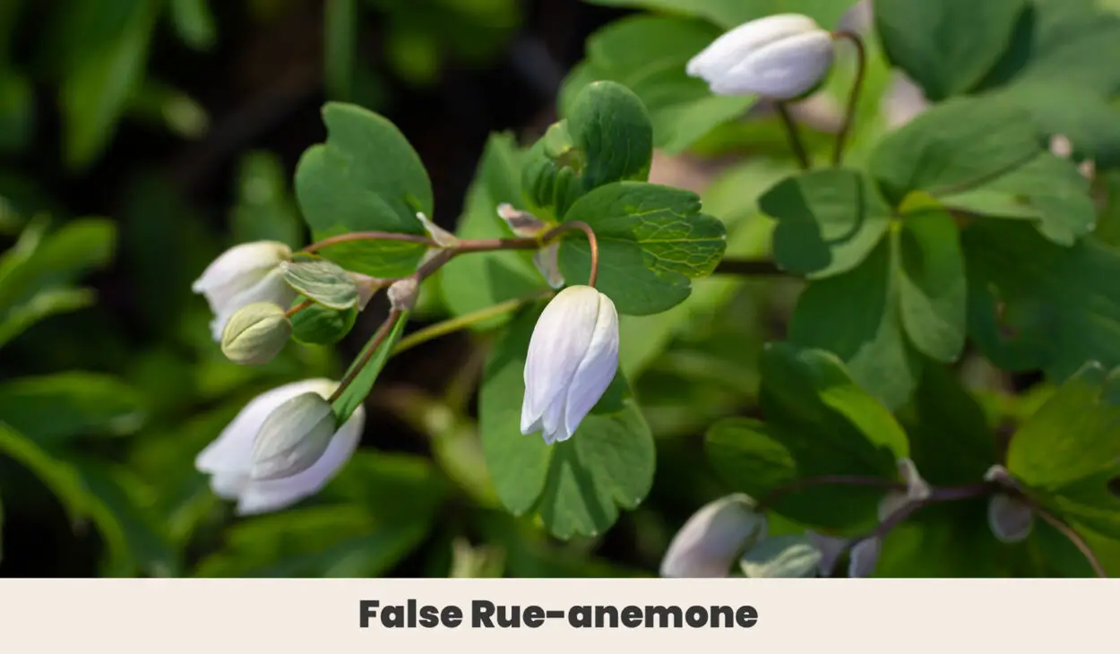 False Rue anemone