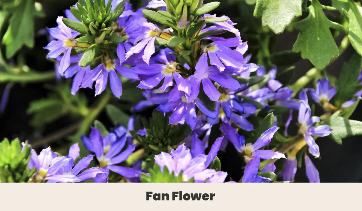 Fan flower
