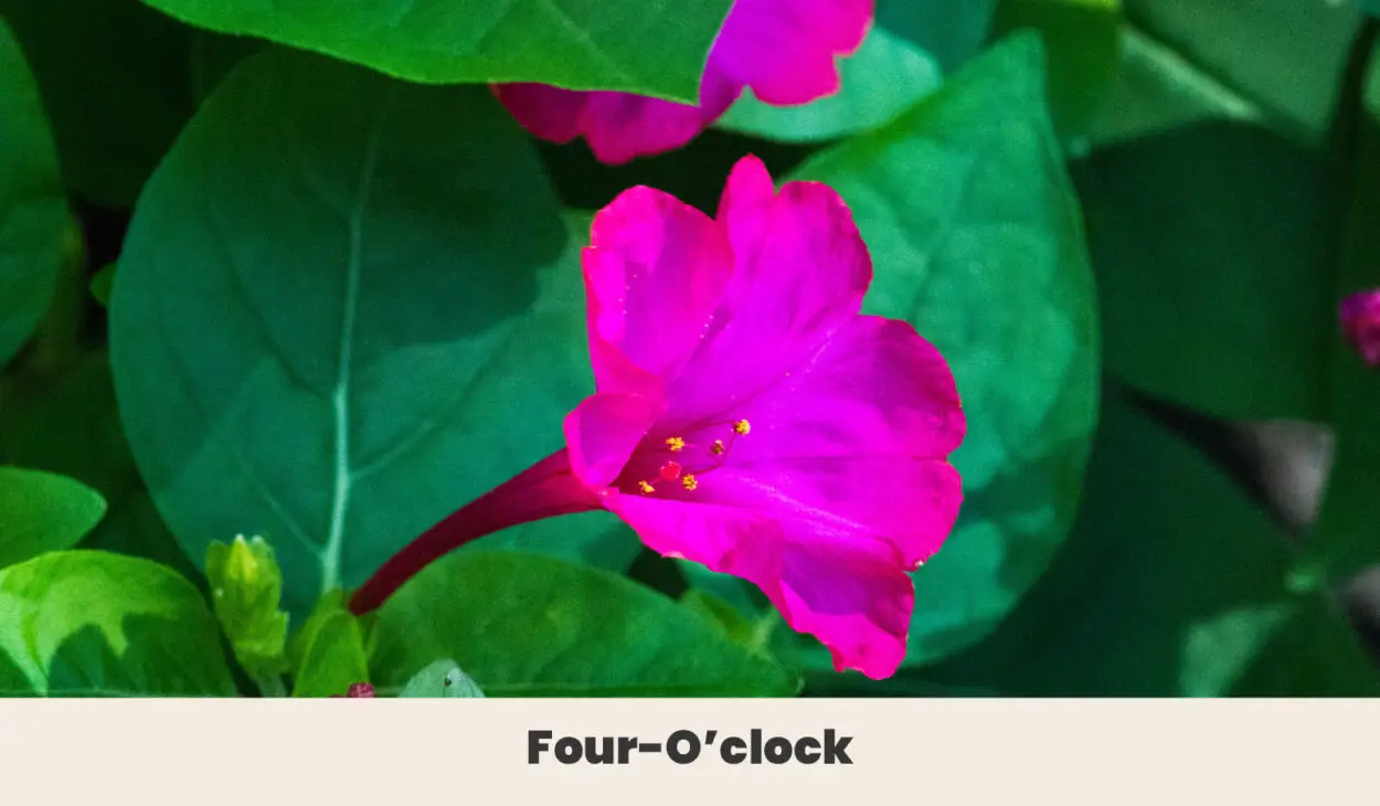 Four Oclock