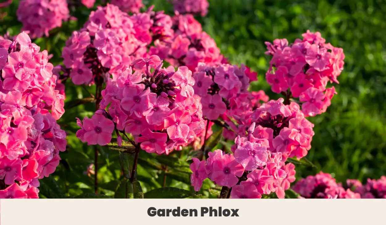 Garden Phlox