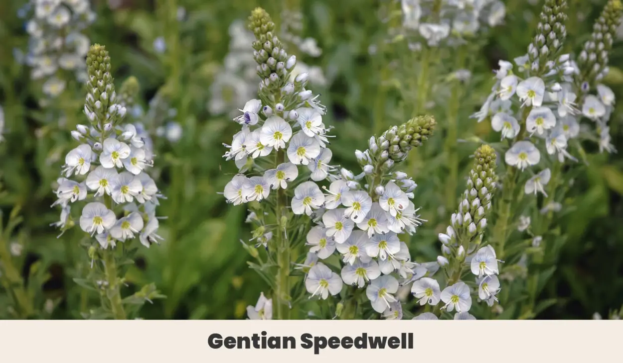 Gentian Speedwell