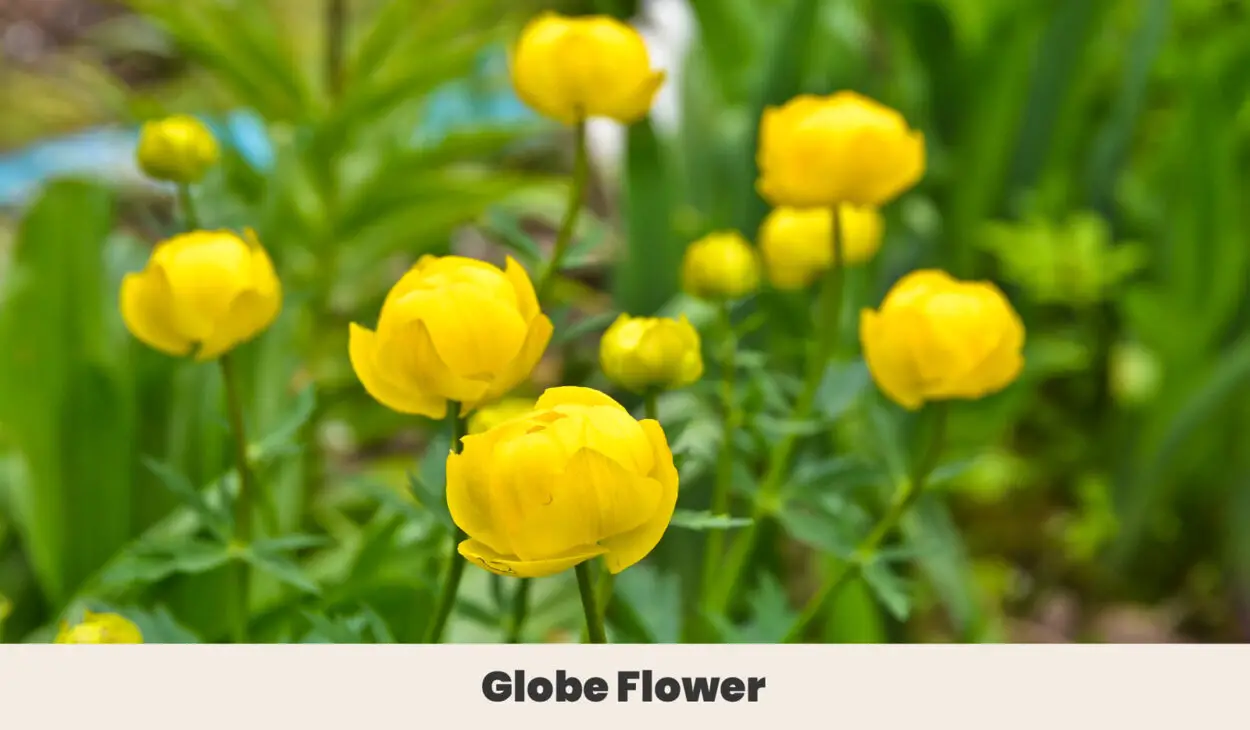 Globe Flower