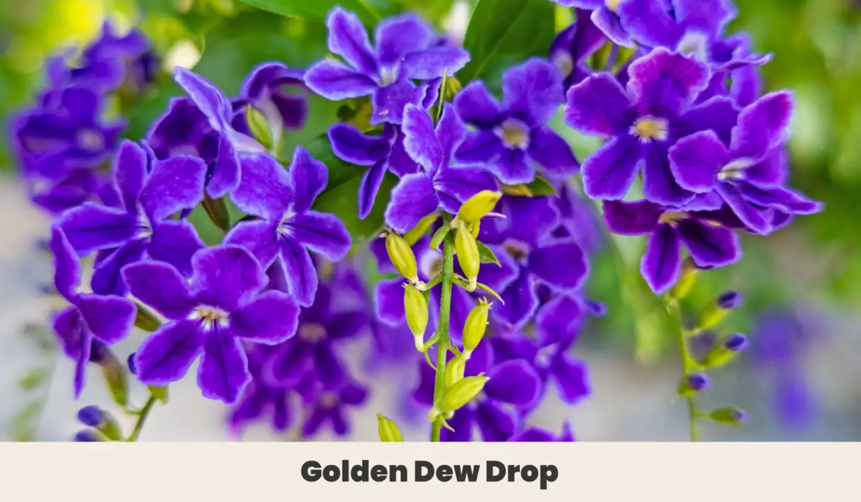 Golden Dew Drop
