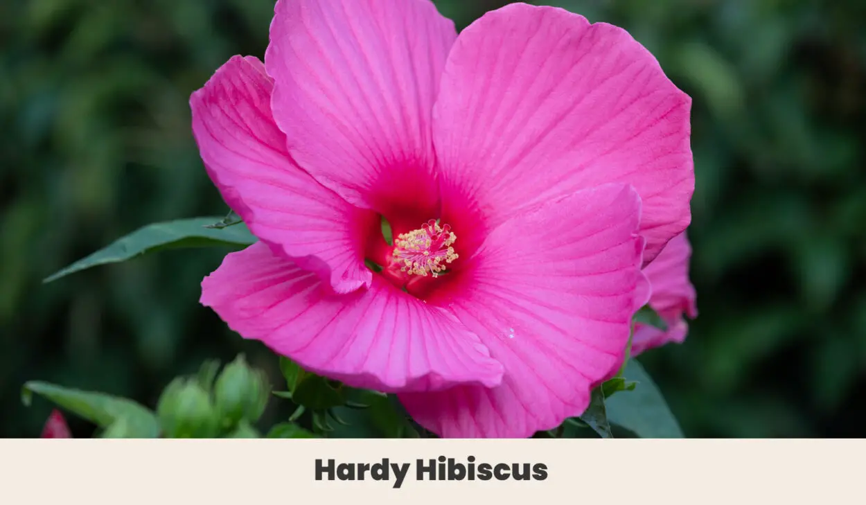 Hardy Hibiscus