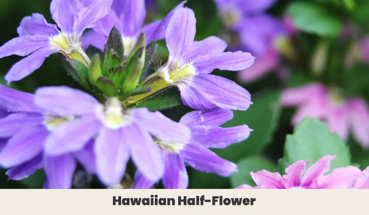 Hawaiian Half Flower