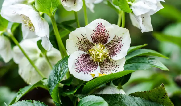 11 Heavenly Flowers That Start with H + Growing Guide Charts