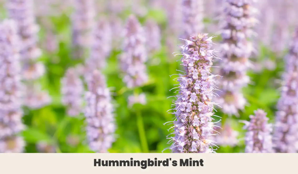 Hummingbirds Mint