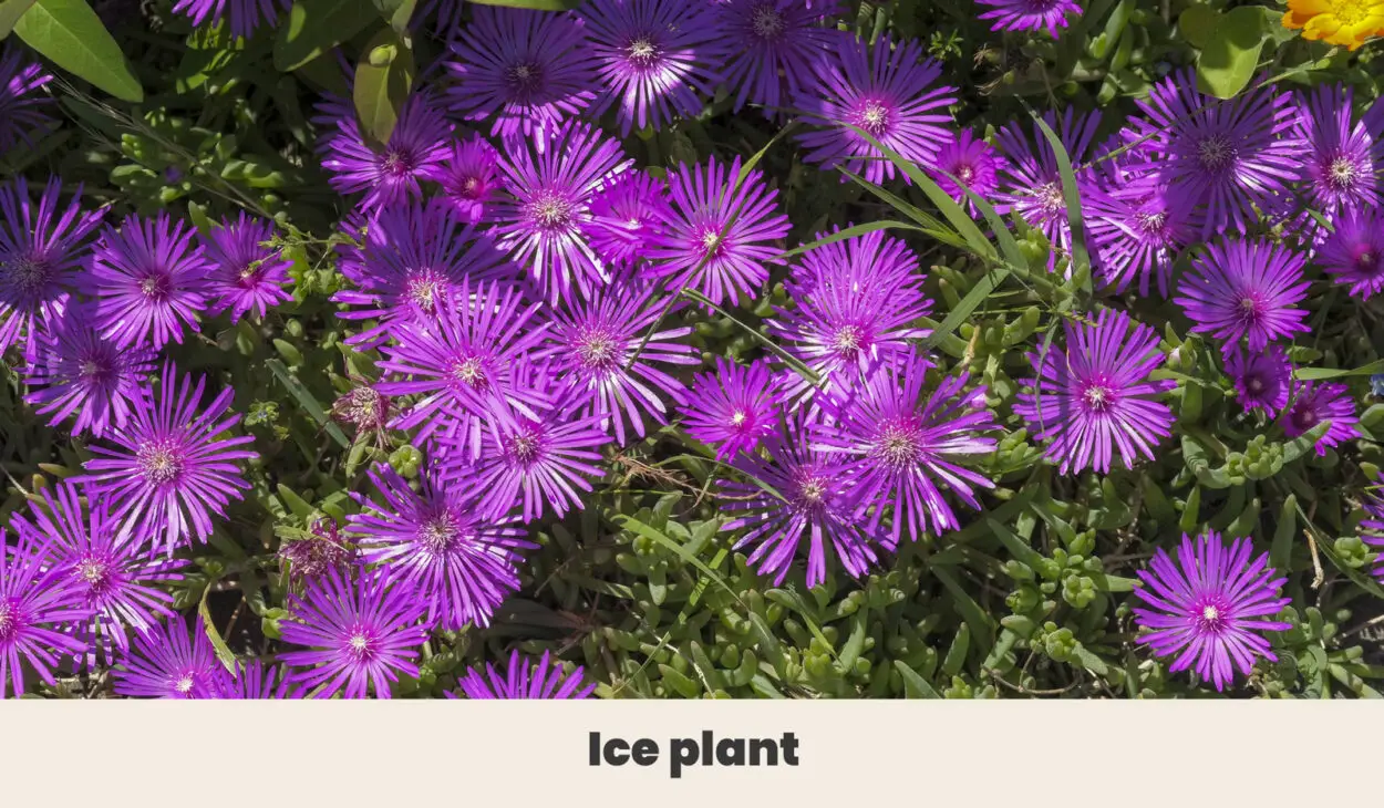 Ice plant