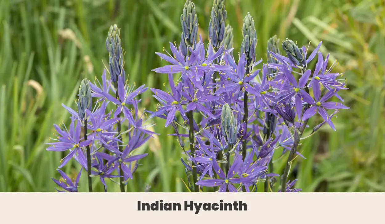 Indian Hyacinth