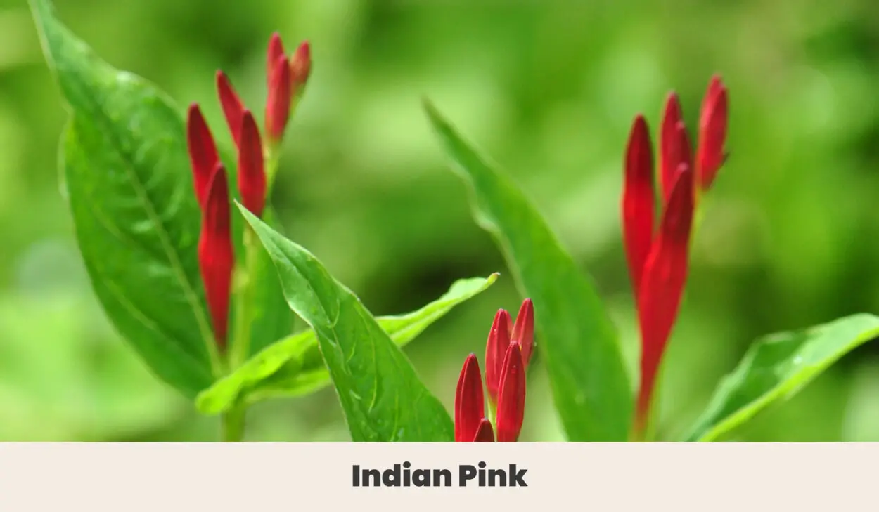 Indian Pink