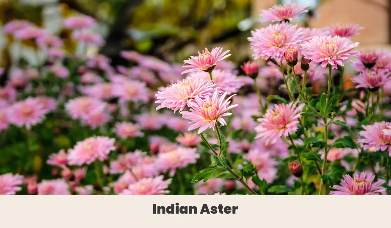 Indian aster