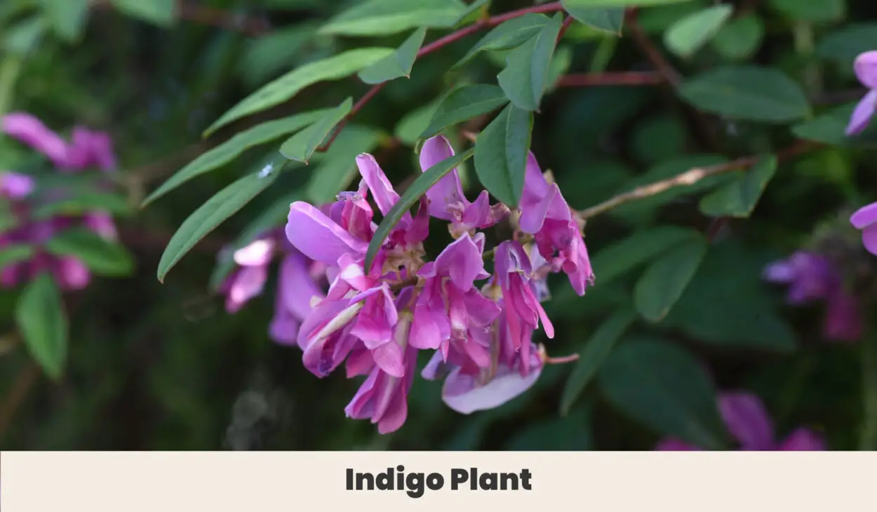Indigo Plant