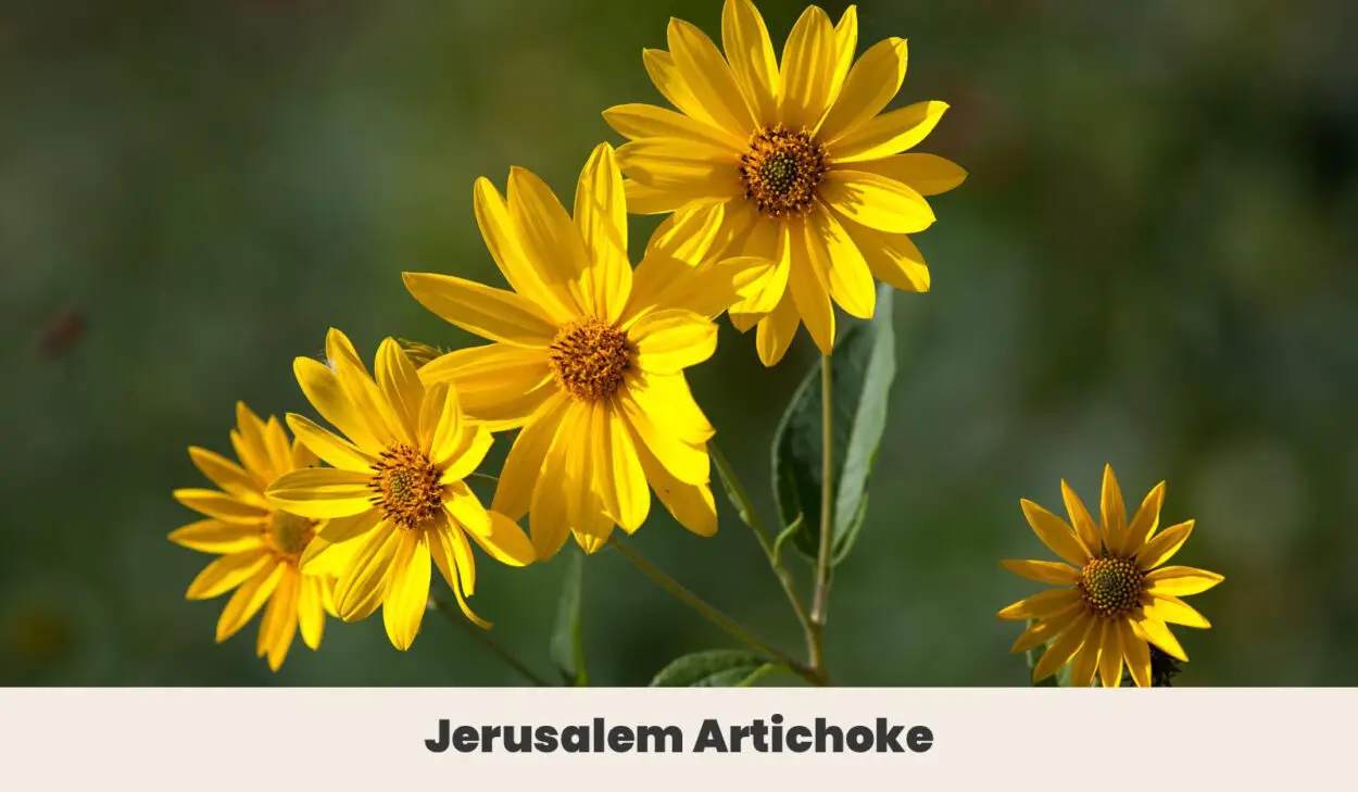 Jerusalem Artichoke