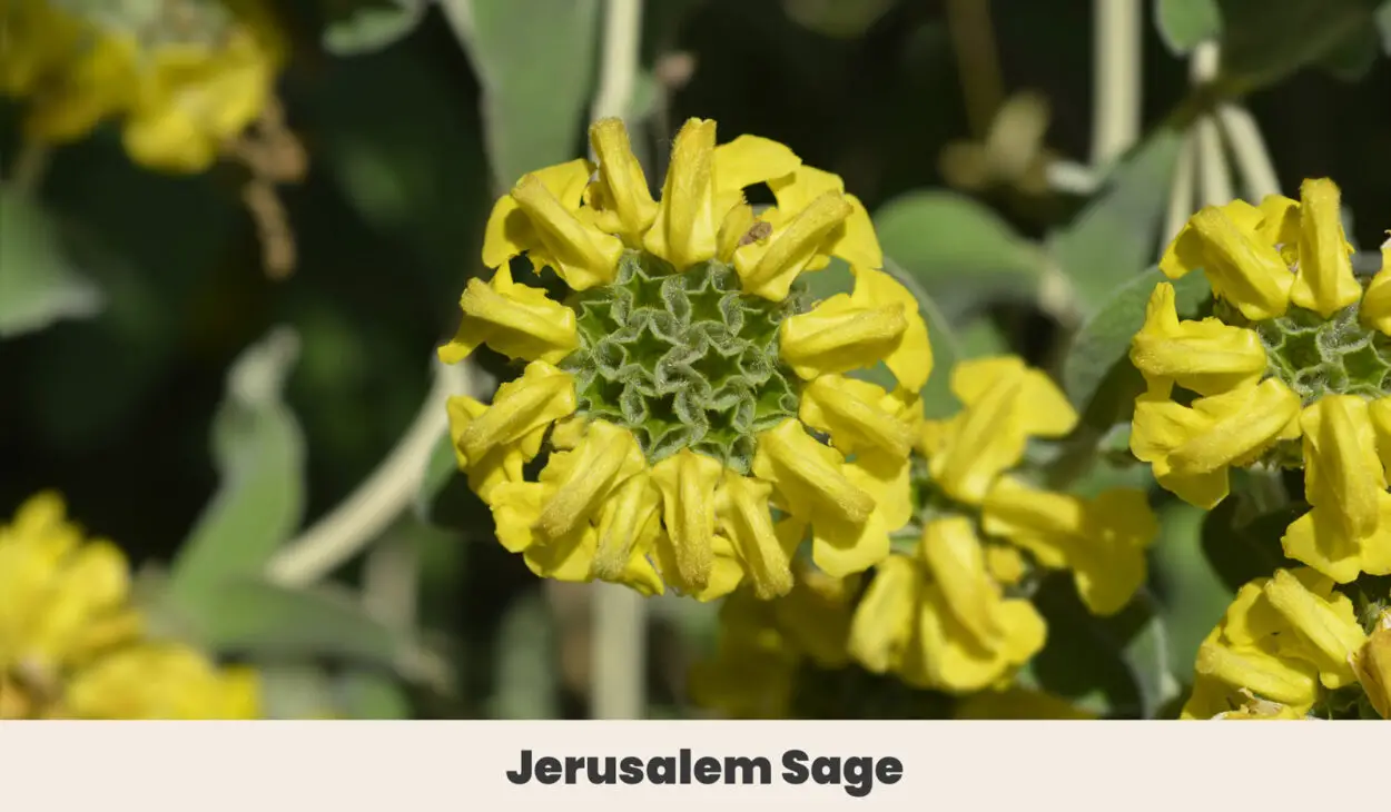 Jerusalem Sage