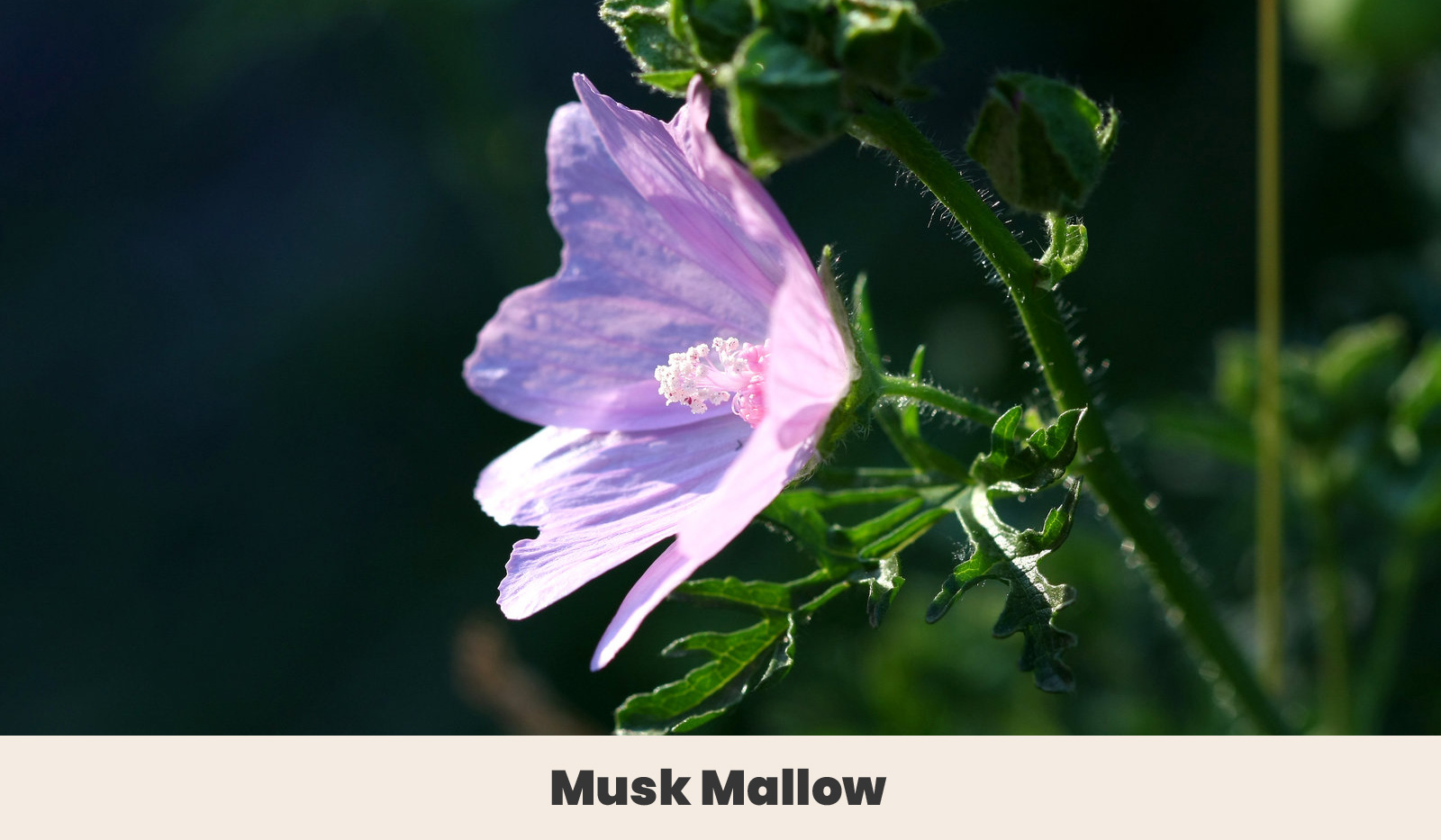 Musk mallow