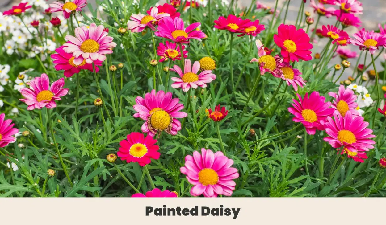 Painted daisy