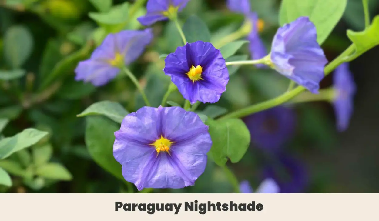 Paraguay Nightshade