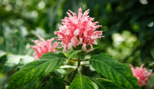 Pink Firecracker Flower