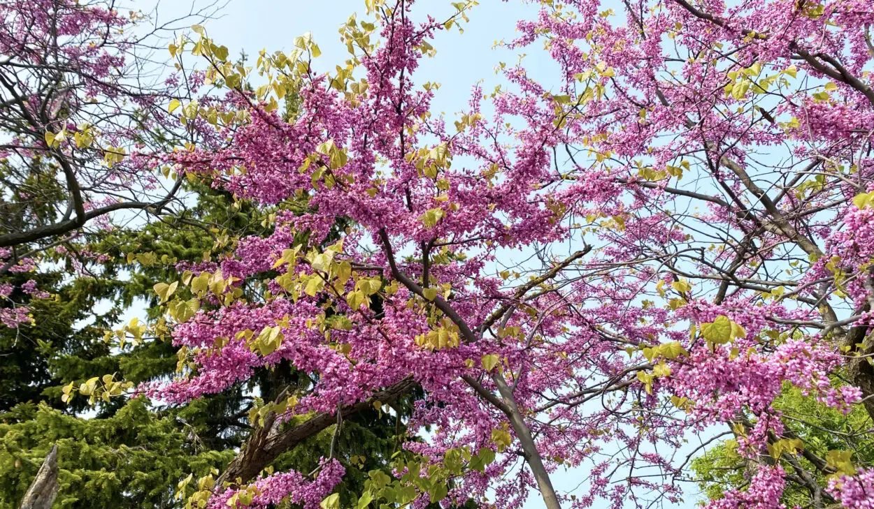 Pink flowering redwood tree