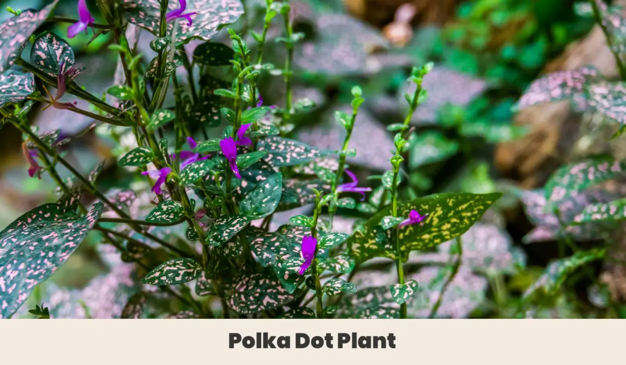 Polka Dot Plant