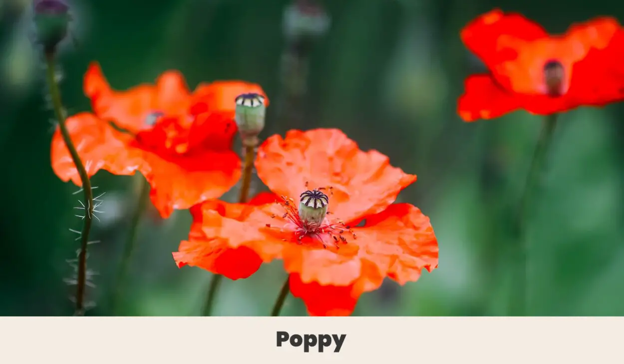 Poppy 1