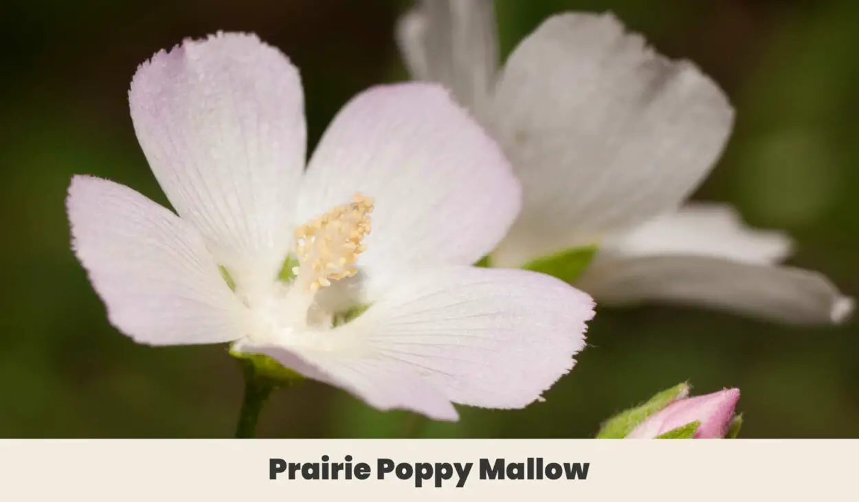 Prairie Poppy Mallow