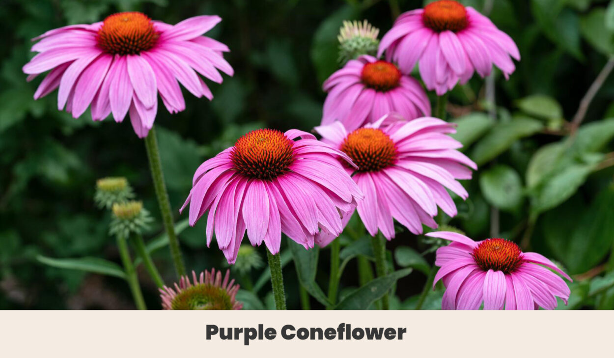 Purple Coneflower