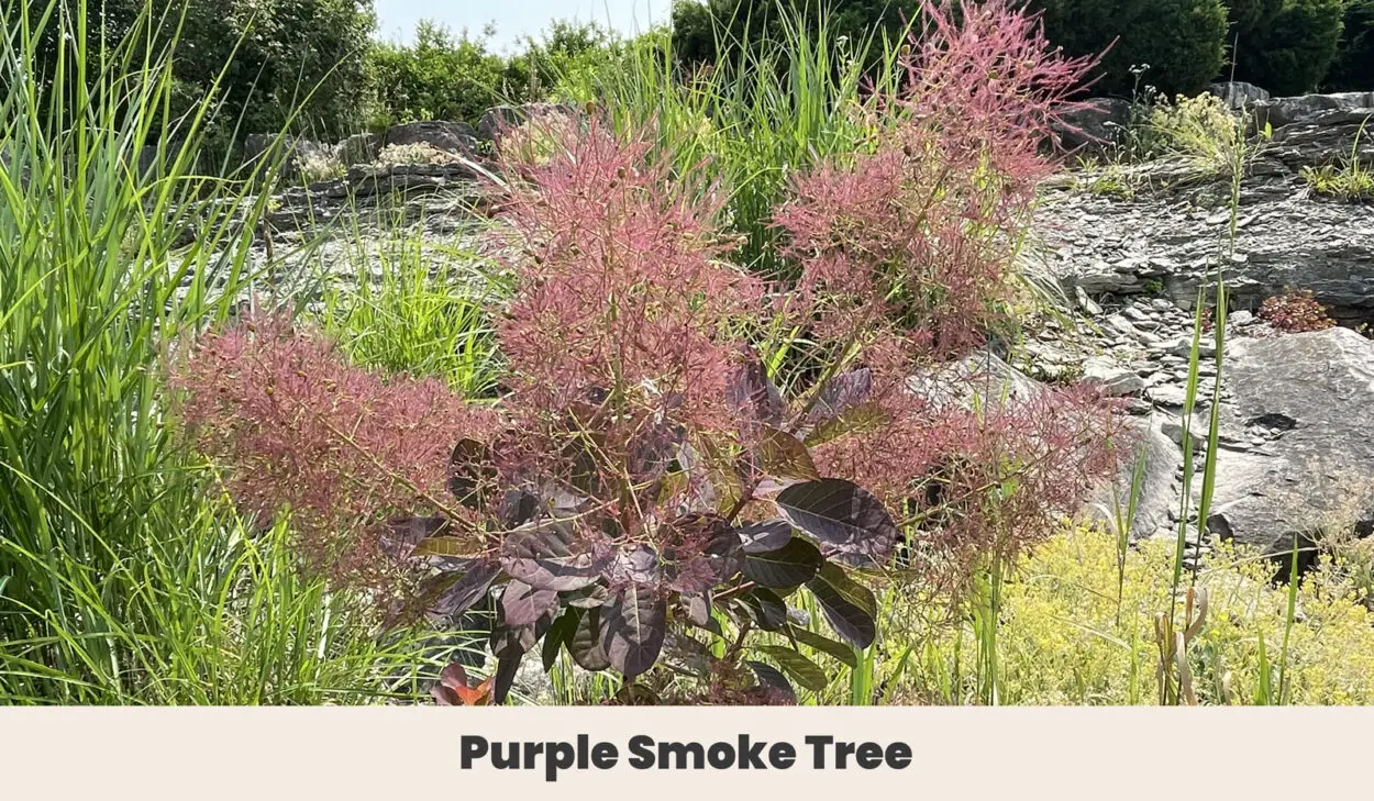 Purple Smoke tree