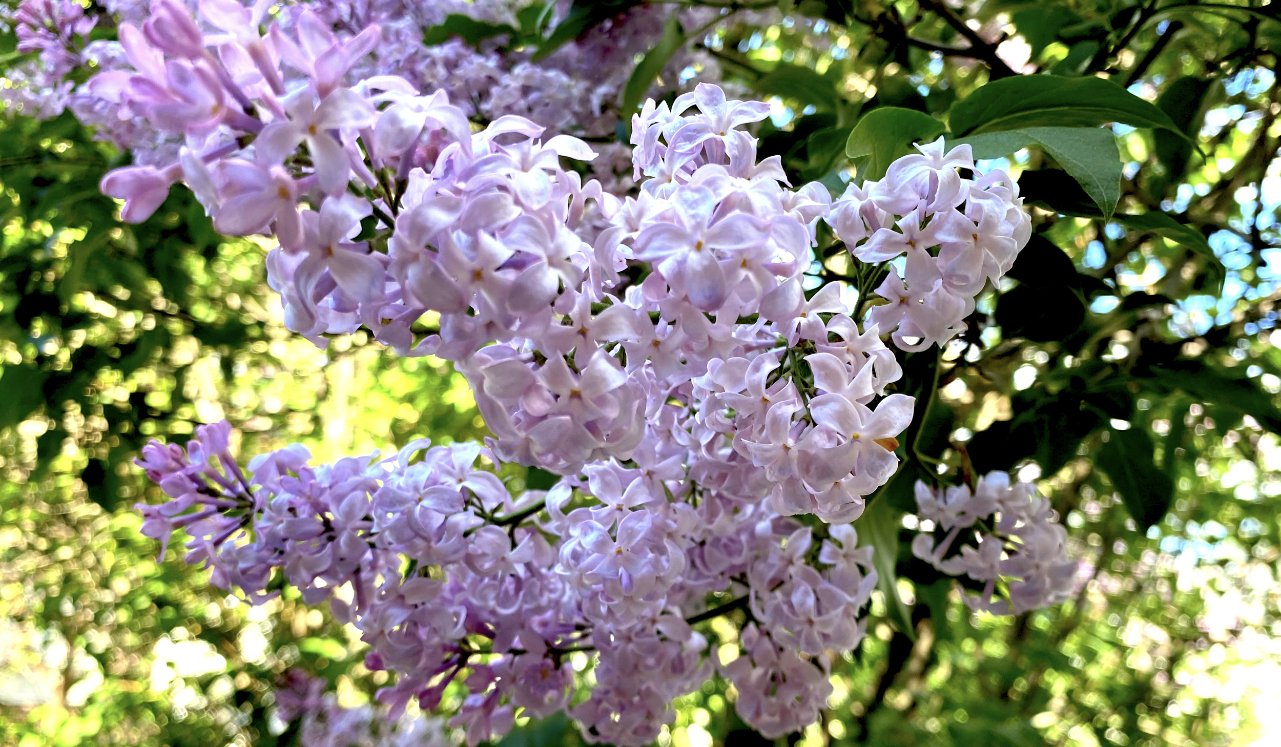 tree with purple flowers in spring