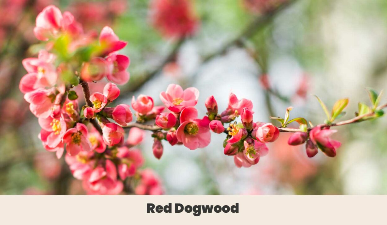 Red Dogwood
