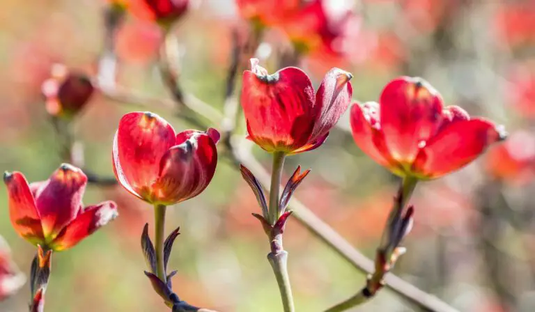 11 Stunning Red Flowering Trees for You to Add to Your Garden