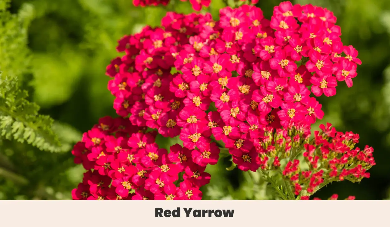 Red Yarrow