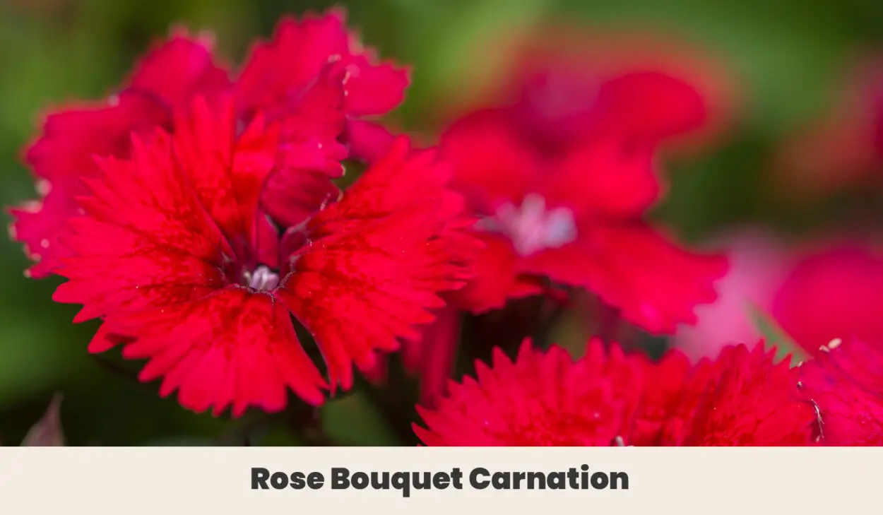 Rose Bouquet Carnation