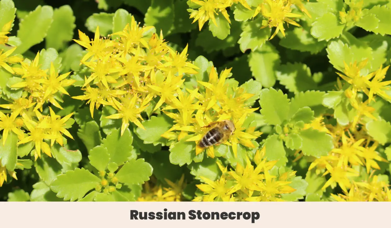 Russian Stonecrop
