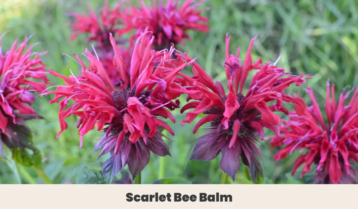 Scarlet Bee Balm 1